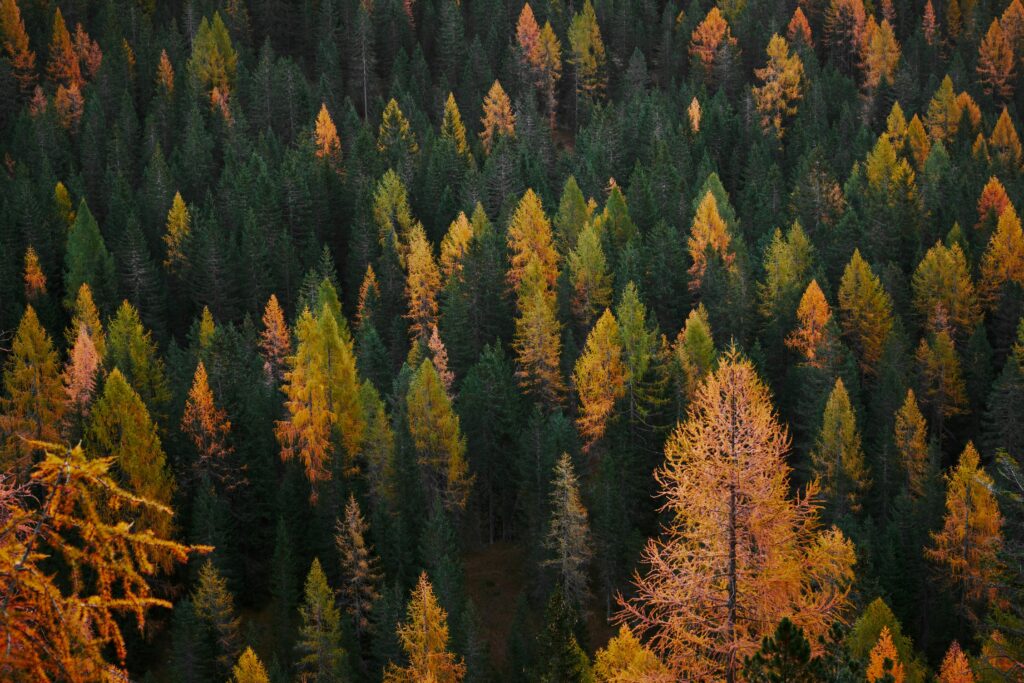 Herfstbestemming